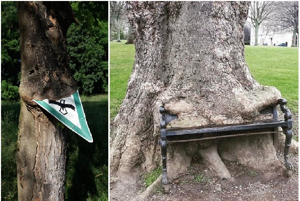 14 stromů, které doslova snědly to, co jim bylo poblíž. Číslo 11 je extrémní! Náhledový obrázek