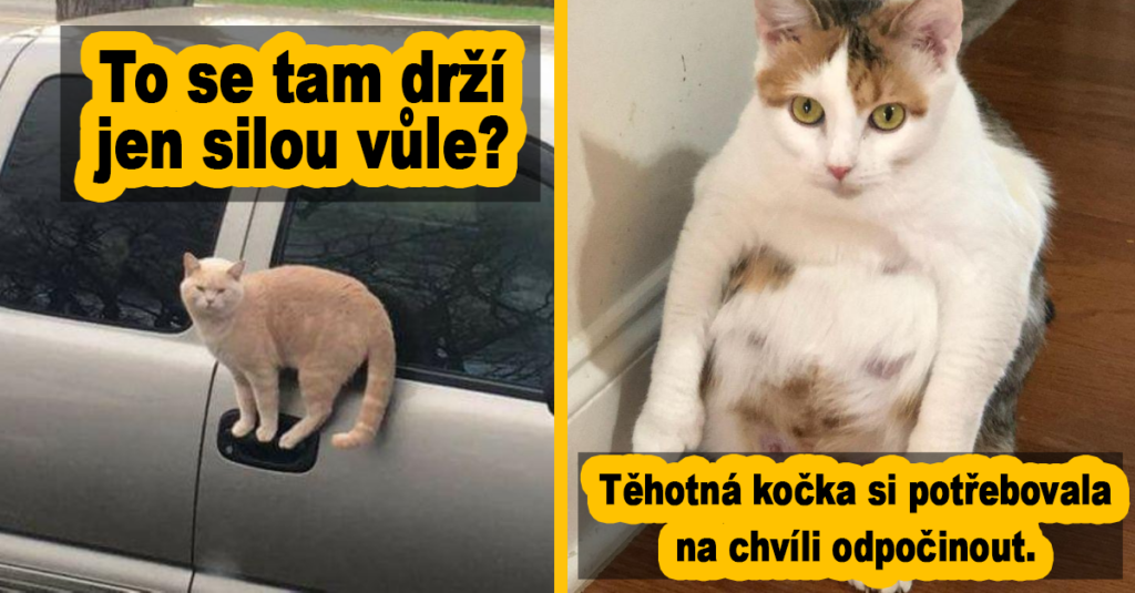 15 úžasných koček, jejichž alespoň jeden z rodičů musel být z jiného vesmíru Náhledový obrázek