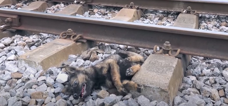 „Všiml jsem si na kolejích něčeho zvláštního“ – Když se muž přiblížil, musel jednat velmi rychle Náhledový obrázek