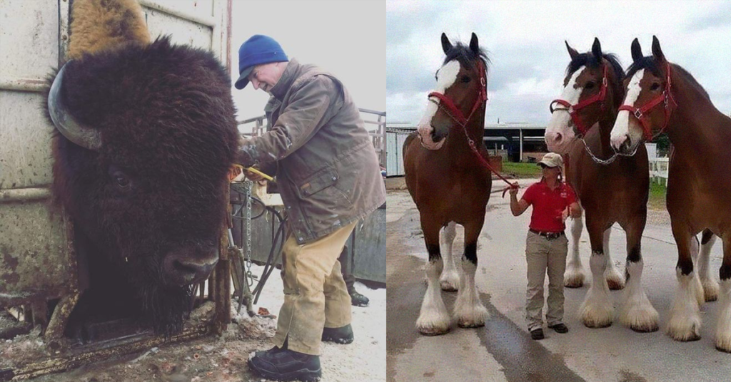 15 obrovských zvířat, jejichž velikost jste do dnešního dne zřejmě hodně podcenili. Budete v šoku Náhledový obrázek