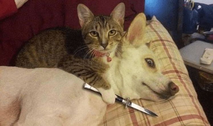 12 překvapivých faktů, které jste možná o kočkách nevěděli Náhledový obrázek