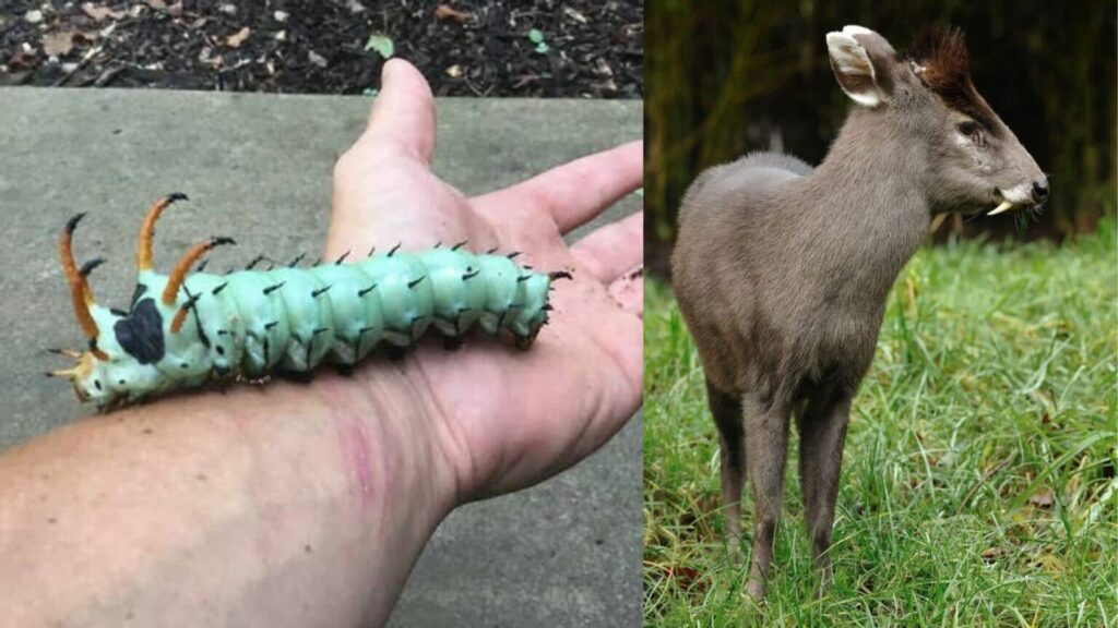 13 nejzajímavějších kousků ze zvířecího světa. Evoluce je všemocná Náhledový obrázek