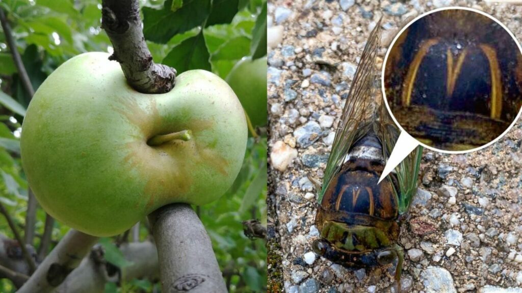 15 fotografií, které vám ukážou, co vše příroda dokáže. To budete koukat Náhledový obrázek