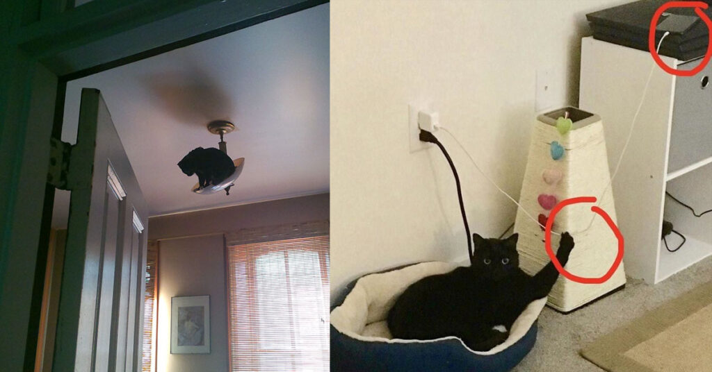 30 případů, které naprosto dokazují, že kočky jsou největší parchanti na světě Náhledový obrázek