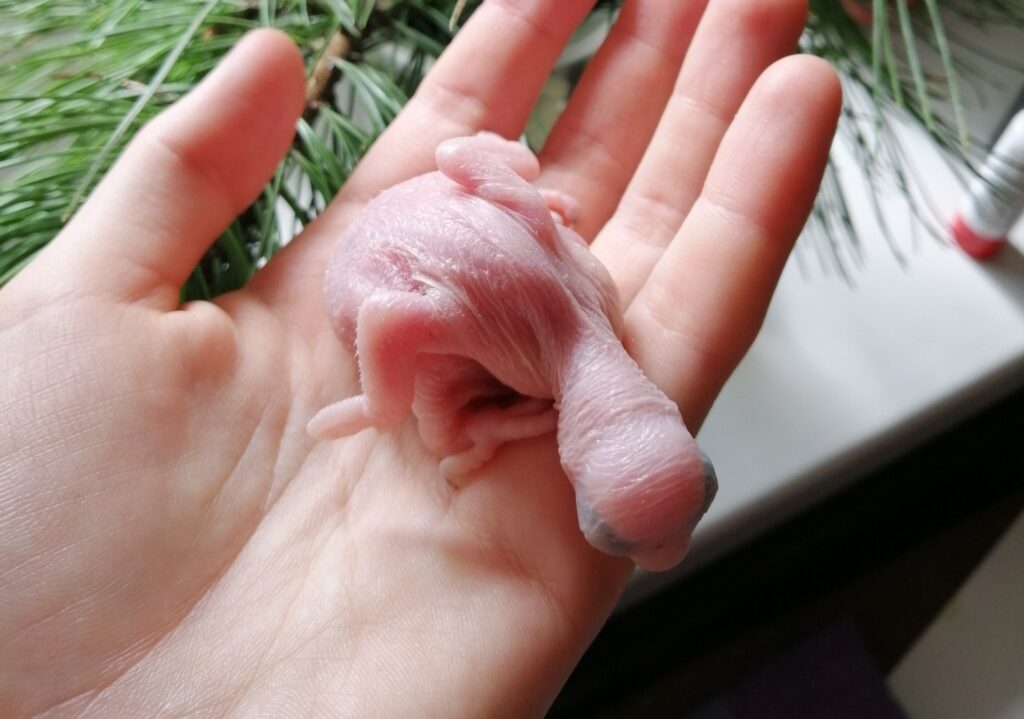 15+ faktů o zvířatech, které vám ve škole neřeknou. To vás překvapí! Náhledový obrázek