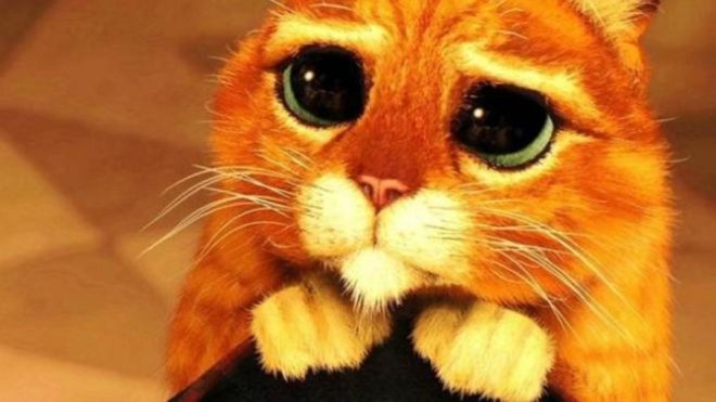 Kocour v botách skutečně existuje! Až ho uvidíte, budete ho chtít okamžitě domů! Náhledový obrázek