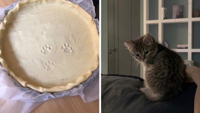 Dopustily se trestných činů, nechaly po sobě ale důkazy: Tato vtipná galerie zločineckých koček vás dostane! Náhledový obrázek