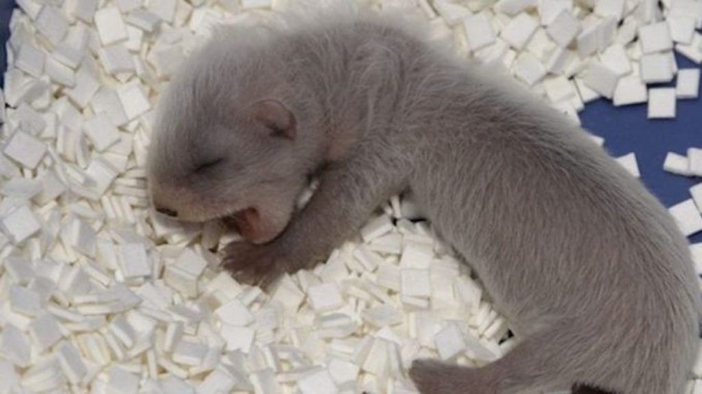 Muž zachránil život neznámého zvířete. Teď mu všichni sousedé závidí Náhledový obrázek