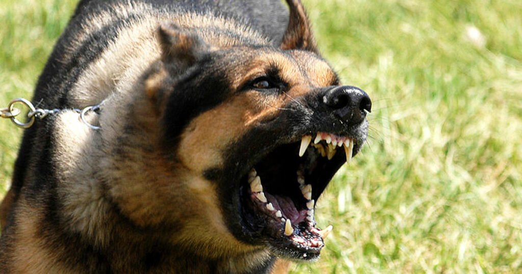 Proč na někoho pes štěká a na někoho ne?  Veterináři prozradili, co je příčinou Náhledový obrázek