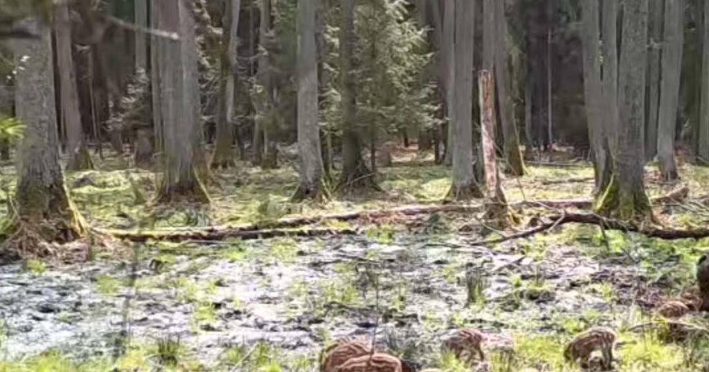Lesníci bijí na poplach. Pokud tohle uvidíte v lese, okamžitě jděte dozadu a odejděte Náhledový obrázek