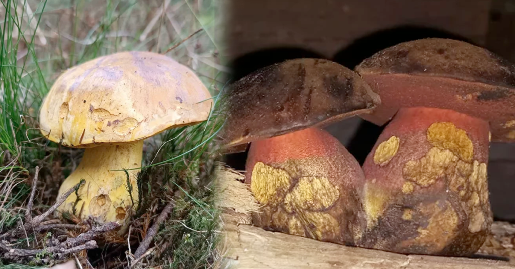 Houbařské překvapení: Rostou první hřiby a kozáci už v dubnu! Náhledový obrázek